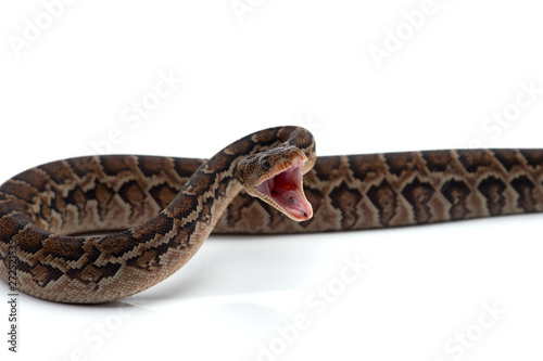 Cuban tree boa isolated on white background photo