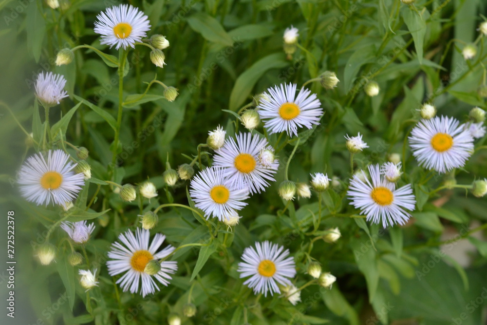 Chamomile flowers on the background of greenery in the summer garden.