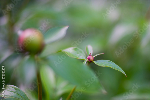 Red rosebud with green leaves