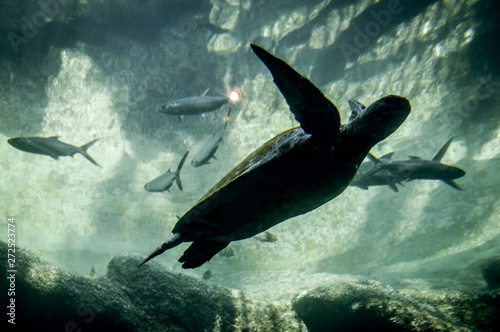 Huge sea turtle swimming under water in Ushakha Durban © shams Faraz Amir