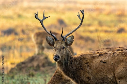 Kanha National Park  India - Sambar Deer  Rusa unicolor 