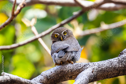 Photography Bandhavgarh National Park - Jungle Owlet (Glaucidium radiatum)