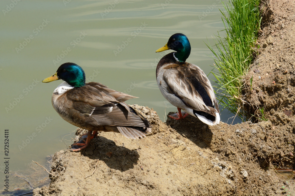 Mallard and crossbreed mallard and domestic duck drakes resting on dirt ledge at edge of lake Mallard and crossbreed mallard and domestic duck drakes resting on dirt ledge at edge of lake