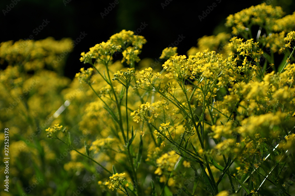 Obraz premium Field of yellow summer flowers