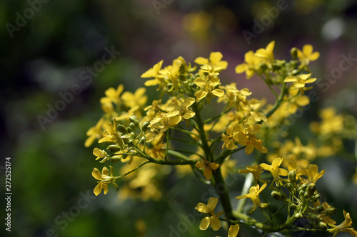 Yellow wallflowers in summer meadow