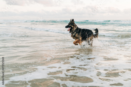 happy german shepherd in ocean photo