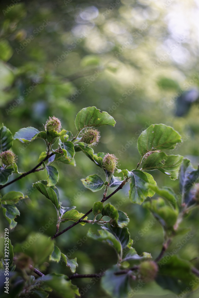 Buchenblätter und Buchecker