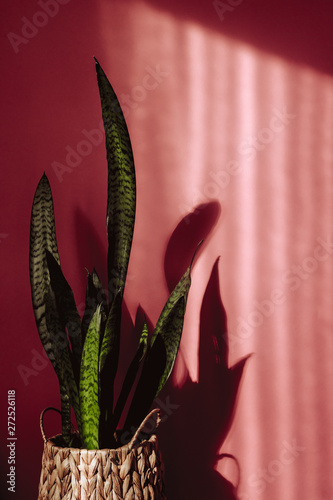 Sansevieria leaf on pink background and shadows photo