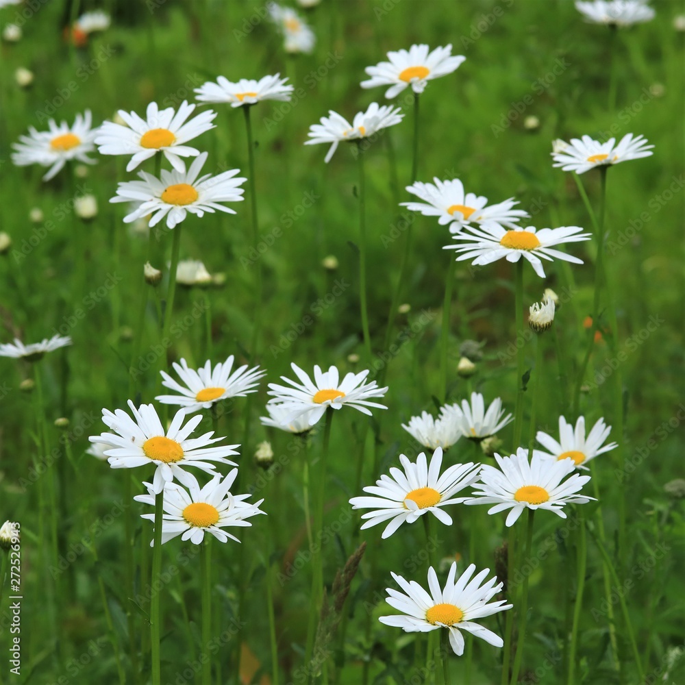 Fototapeta premium Wildblumen Wiese im Sommer