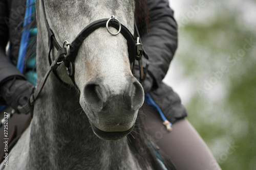 Details of horse body and equipment. Gray horse with rider in cavesson- bitless bridle.