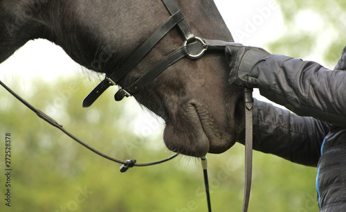 Teaching a young black horse to bend. Close up of a head and person hands. 