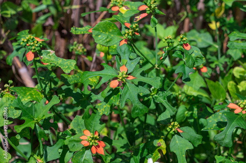 Dwarf poinsettia a.k.a. fire-on-the-mountain (Euphorbia cyathophora) - Topeekeegee Yugnee (TY) Park, Hollywood, Florida, USA photo