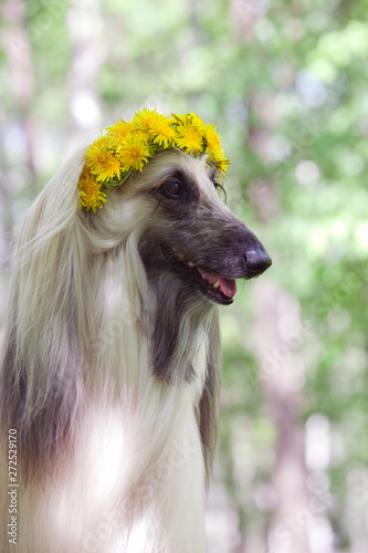Dog breed dog Afghan Hound portrait in a wreath from dandelions