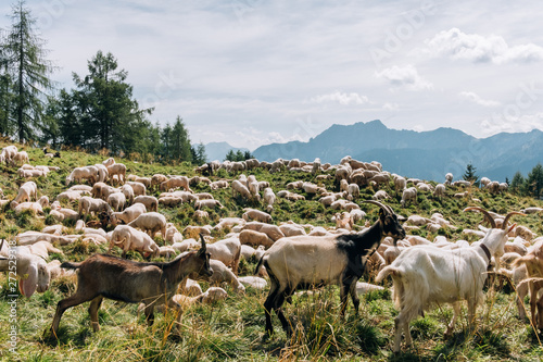 Goats and sheeps in the monutain photo