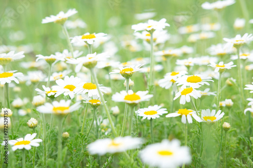Summer background for greeting card with daisies. Daisies on the field with green grass. Healing herbs