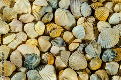 Seashell background, lots of different seashells piled together