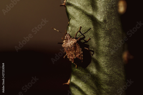 Bug on a cactus photo