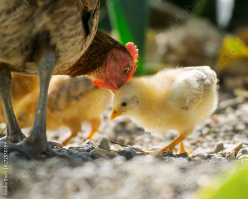 Hen taking care of his chick photo