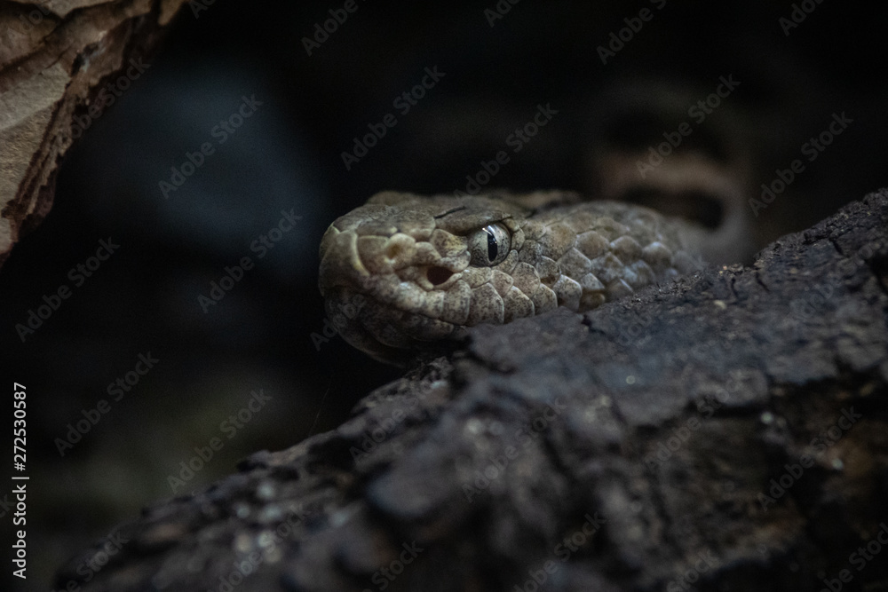 Cascabel Pigmea - Mexican Pygmy Rattlesnake Cascabel Pigmea - Mexican Pygmy Rattlesnake