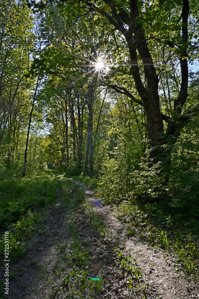 Forest path and sun rays passing through the foliage of a tree. Landscape in the forest on a summer sunny day