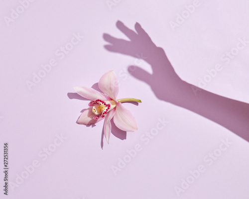 A pink orchid flower takes a shade by hand on a lilac background with a copy of the perestroika. Creative layout for your ideas. Flat lay photo