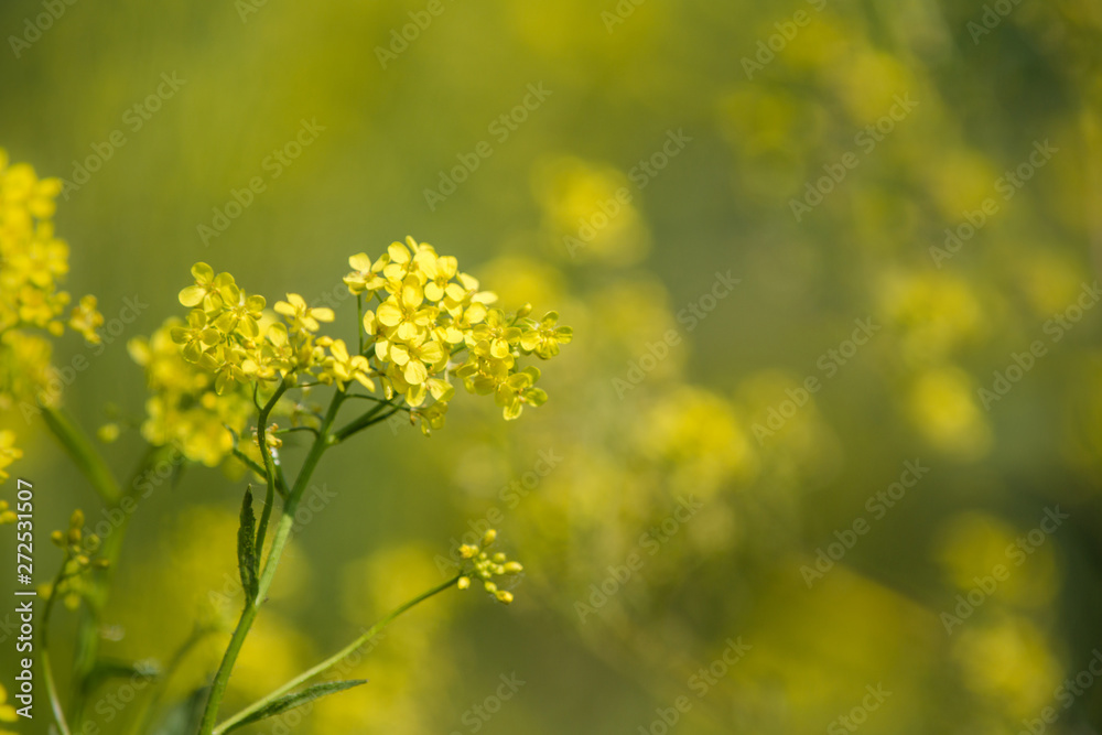 Close up of colza yellow flowers with blurry background. Summer sunny day. Copy space. Close up of colza yellow flowers with blurry background. Summer sunny day. Copy space.