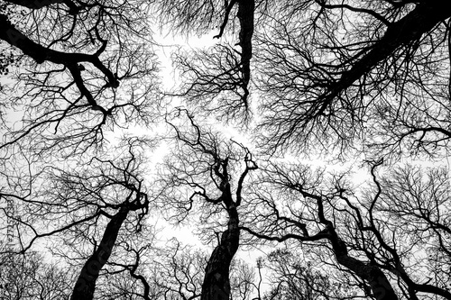 Looking up into the dark branches of a stand of trees. photo