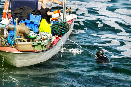 sea urchins extraction by professional divers with boat photo