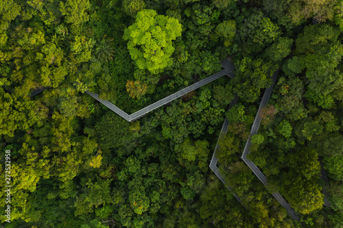 Walkway in the Jungle