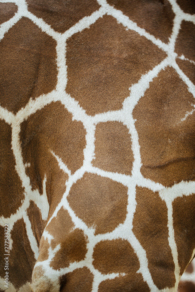 Close Up Of A Giraffe's Body Close Up Of A Giraffe's Body