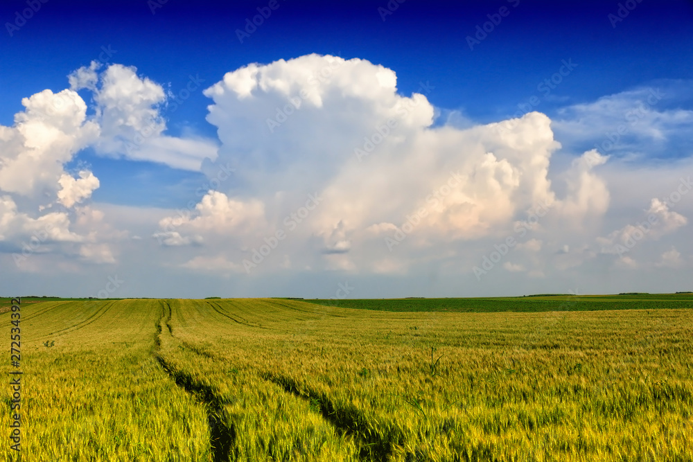 Wheat field against a blue sky