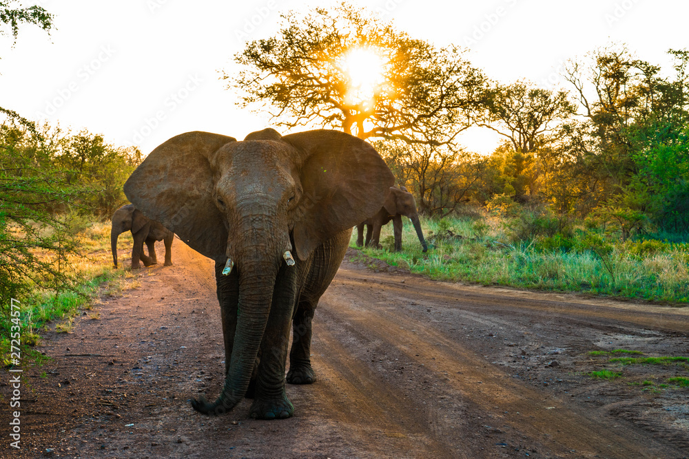 Obraz premium elephant against sunset africa safari madikwe