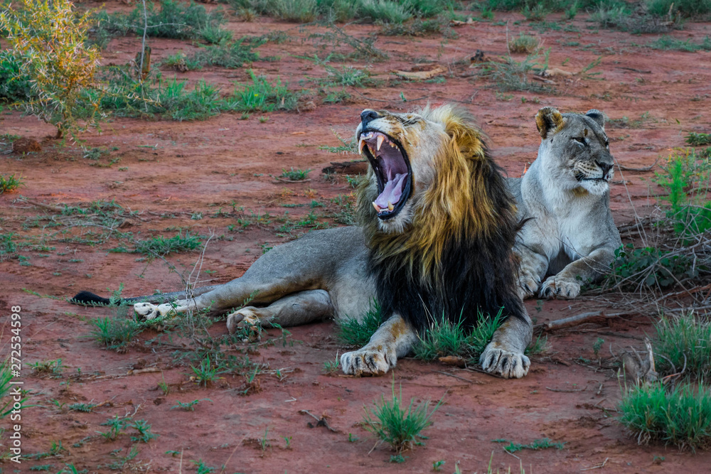 Naklejka premium male lione female lioness
