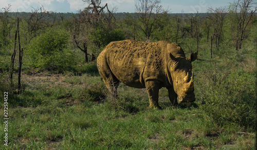 white rhino africa safari madikwe