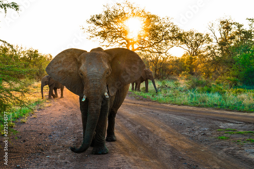elephant against sunset africa safari madikwe