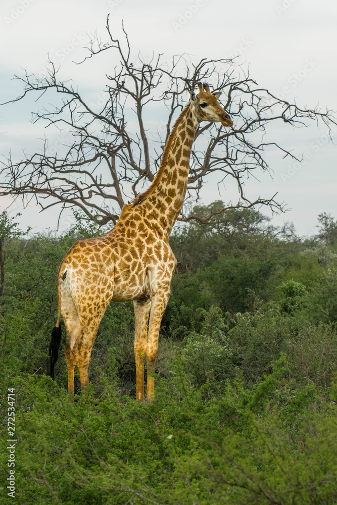 giraffe africa safari madikwe