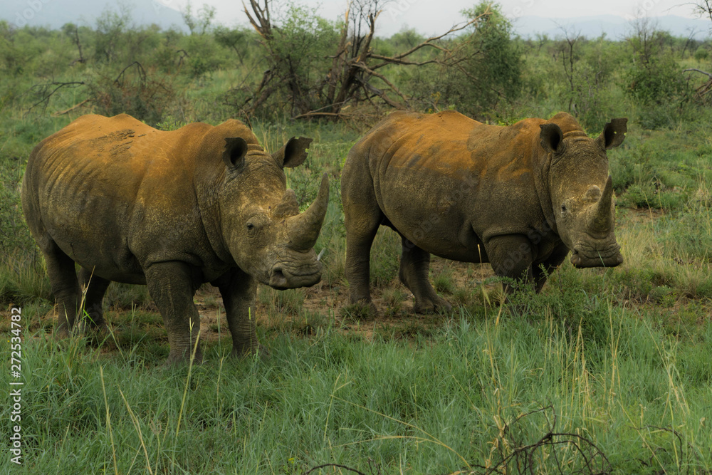 Obraz premium rhino africa safari madikwe