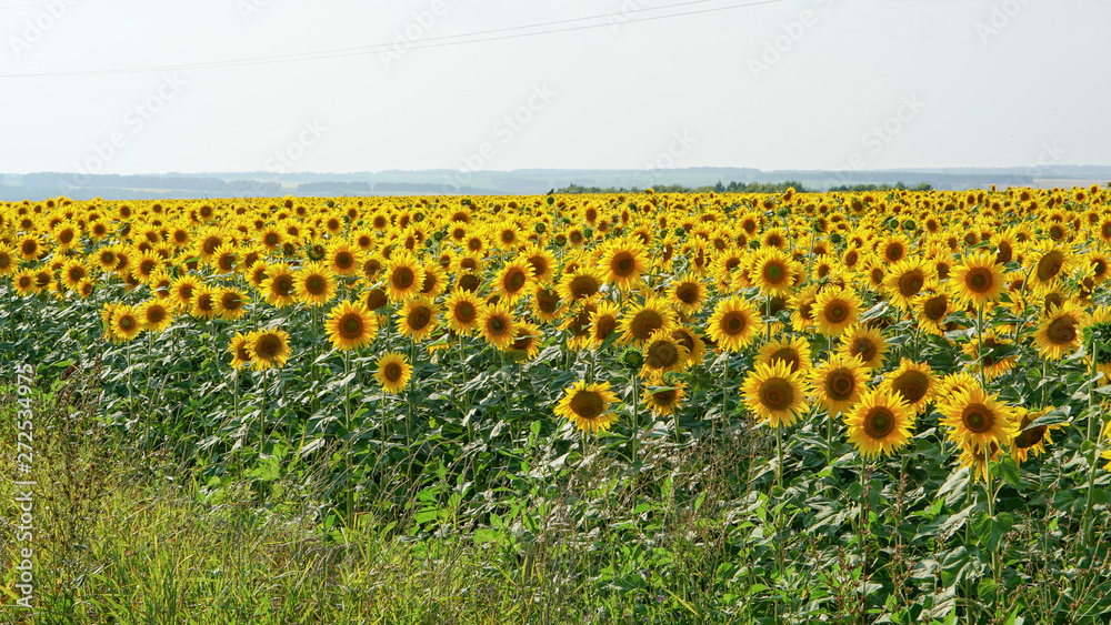 Obraz premium Sunflower field in countryside in Russia