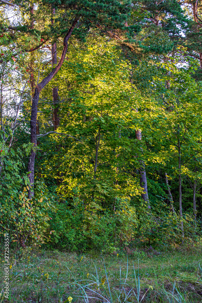 summer sun lit green forest park for relaxsation summer sun lit green forest park for relaxsation