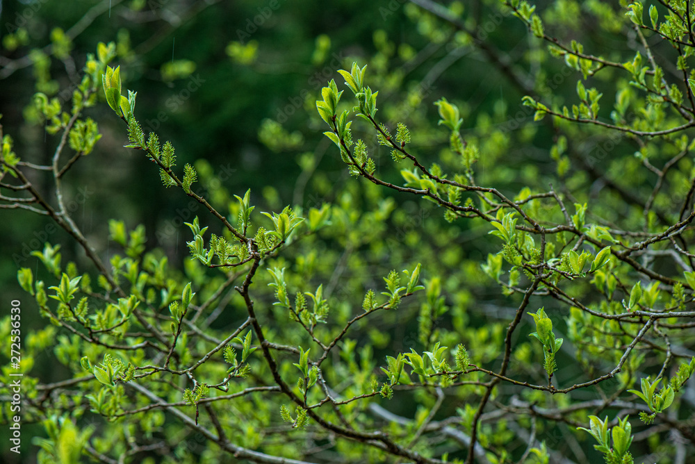 fresh green leaves with blur background in spring sun fresh green leaves with blur background in spring sun