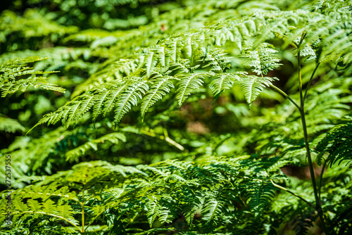 summer sun lit green forest park for relaxsation