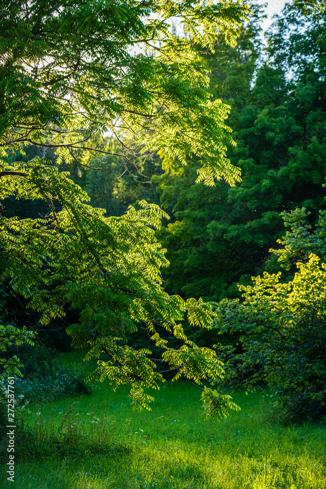 summer sun lit green forest park for relaxsation summer sun lit green forest park for relaxsation