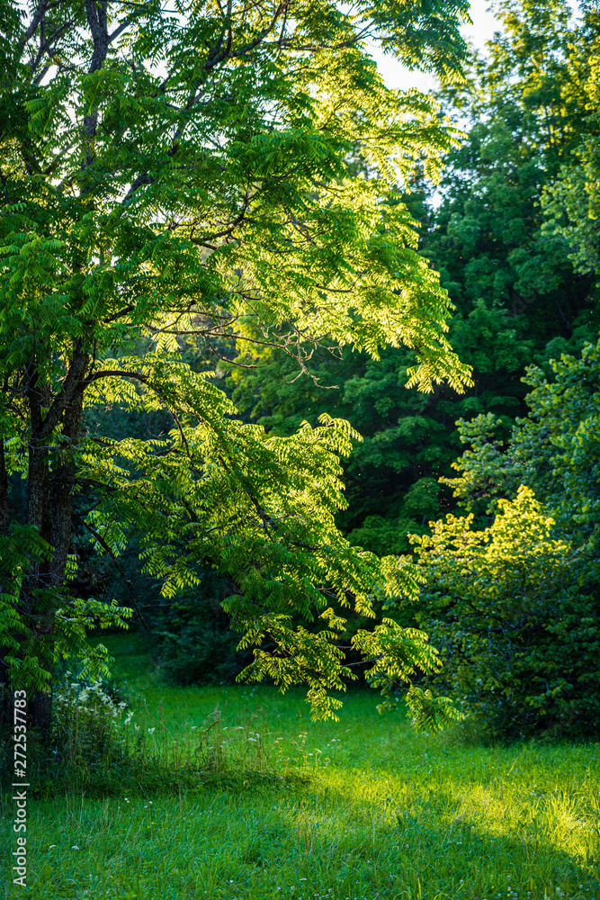 summer sun lit green forest park for relaxsation summer sun lit green forest park for relaxsation