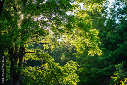 summer sun lit green forest park for relaxsation