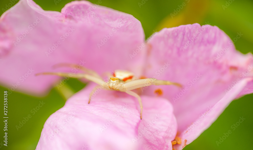Crab Spider on Rose Petal Crab Spider on Rose Petal