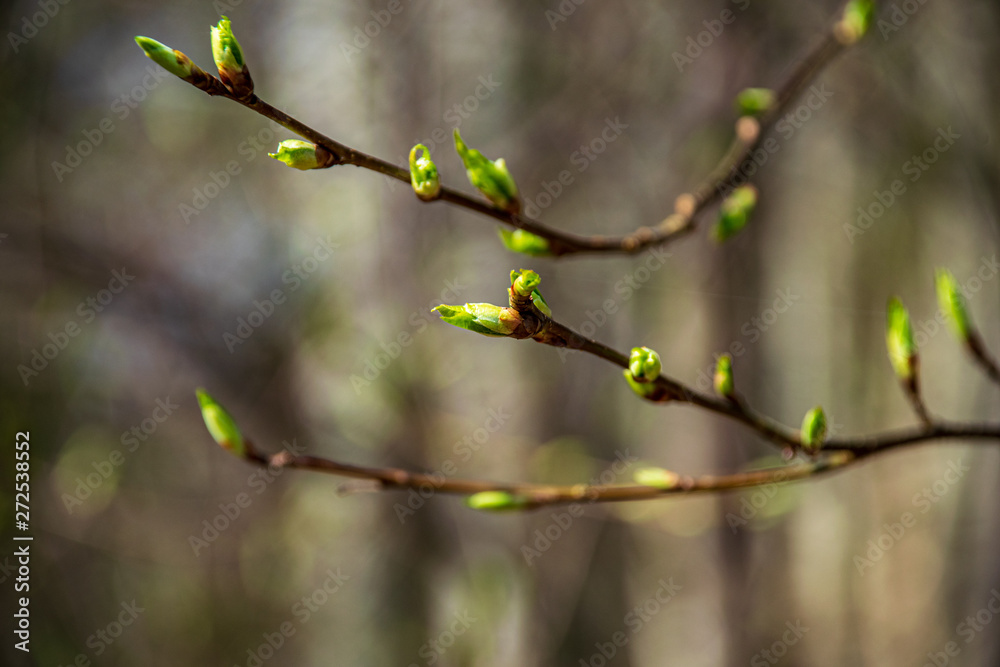 Fototapeta premium fresh green summer spring foliage textured background with blur