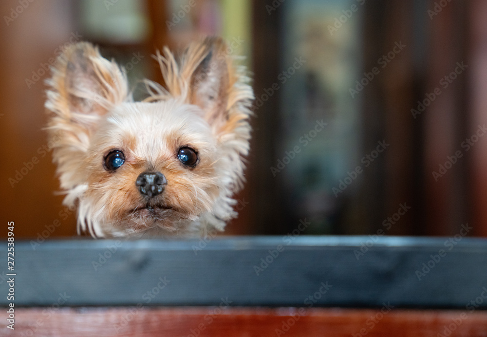 可愛いヨークシャテリアの写真 Stock Photo Adobe Stock