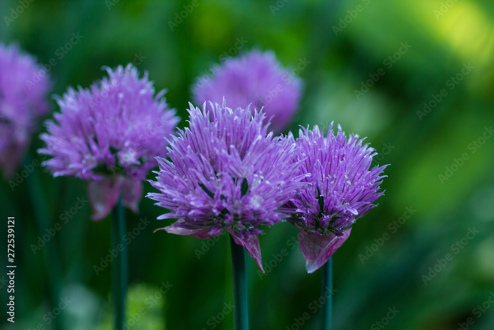 Blooming decorative onions in the garden Blooming decorative onions in the garden