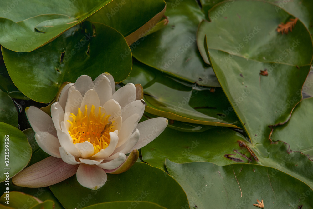 White Water lily, Lotus or Water Lilies flowers pond with water droplets on the leaves floating. White Water lily, Lotus or Water Lilies flowers pond with water droplets on the leaves floating.