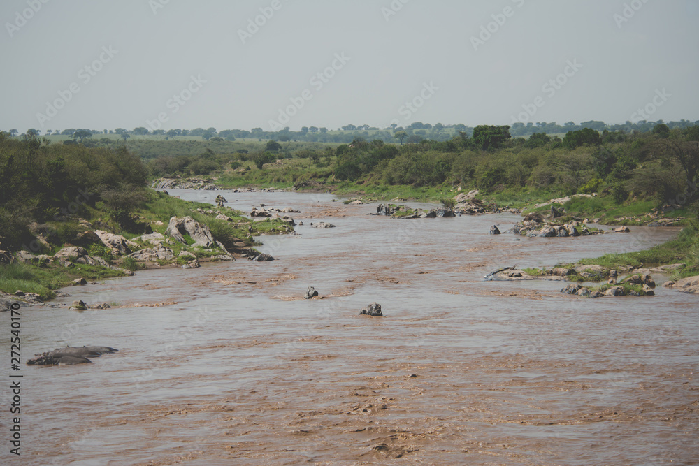 A beautiful Nile horse in Africa. Animal world A beautiful Nile horse in Africa. Animal world